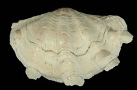 藏品(鱗硨磲蛤)的圖片